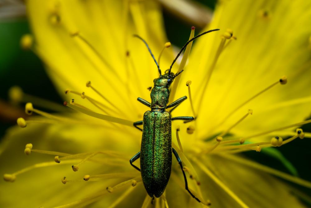 Oedemera virescens