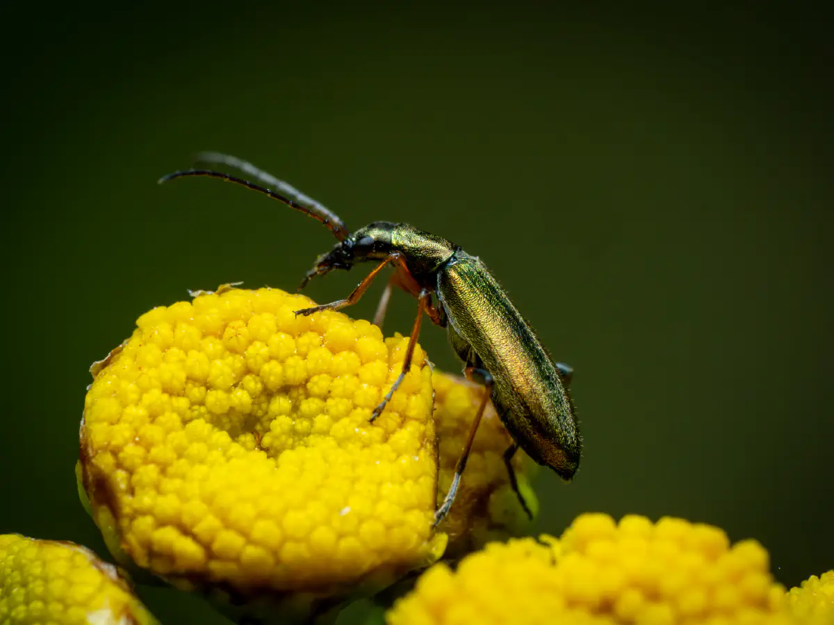 Œdémère verdâtre