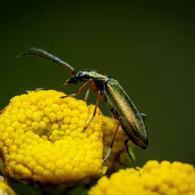 Œdémère verdâtre