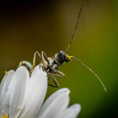 Oedemera virescens