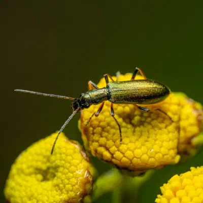 Œdémère verdâtre