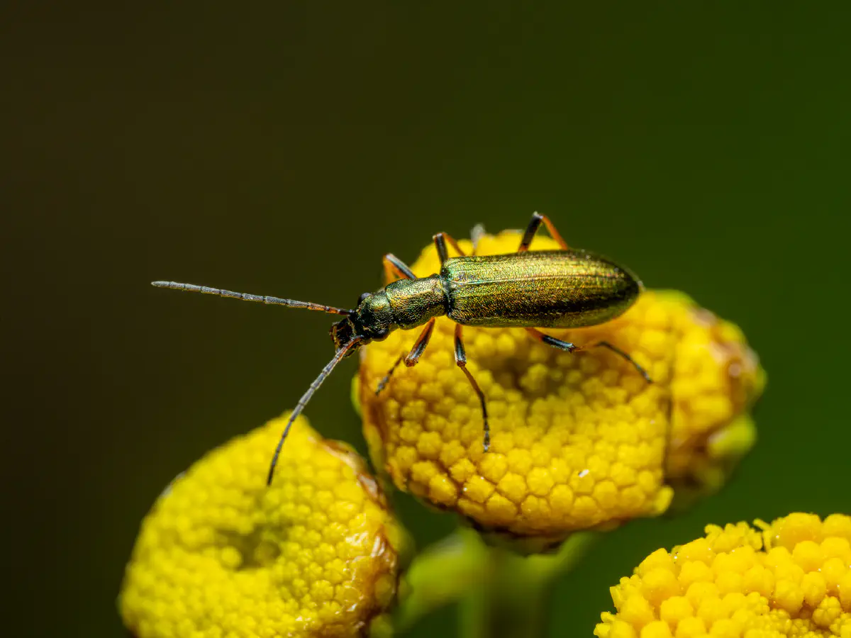 Œdémère verdâtre