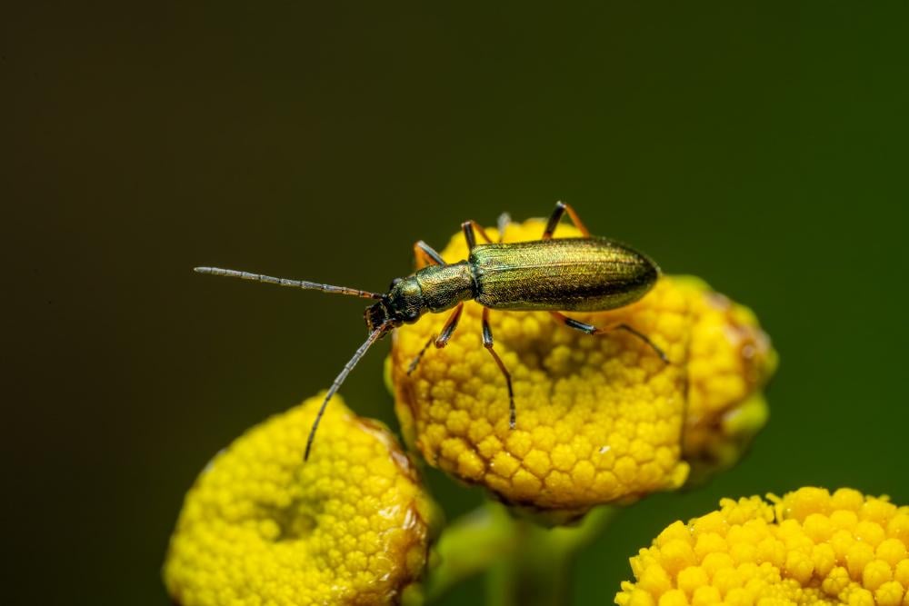 Oedemera virescens