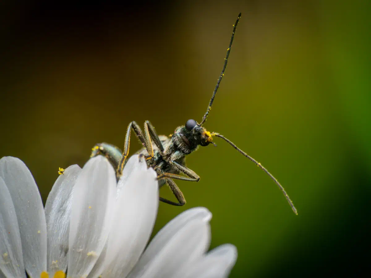 Œdémère verdâtre