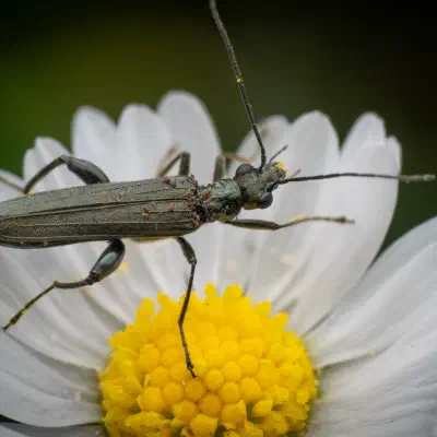 Œdémère verdâtre