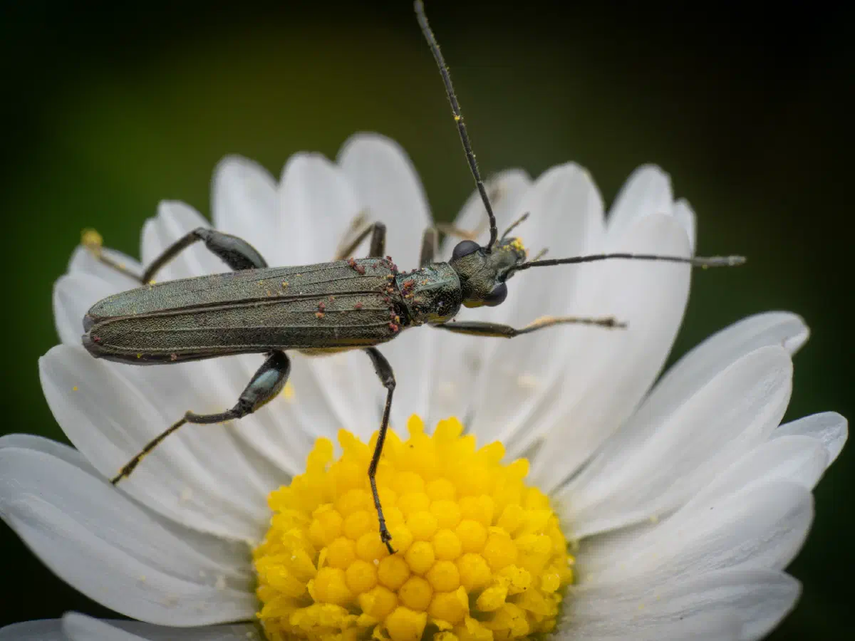 Œdémère verdâtre