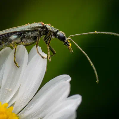 Œdémère verdâtre