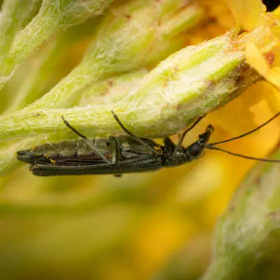 Oedemera virescens