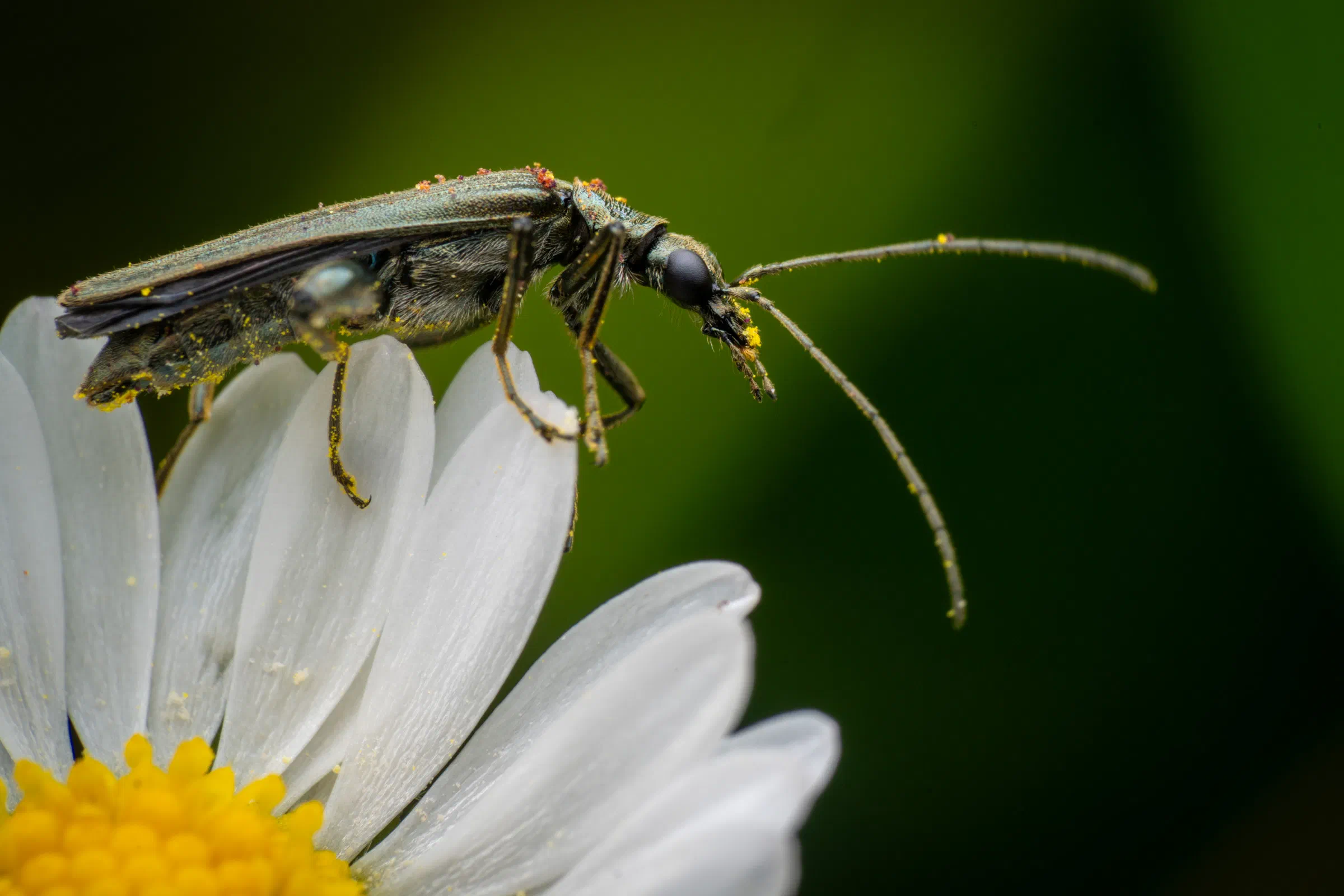 Oedemera virescens