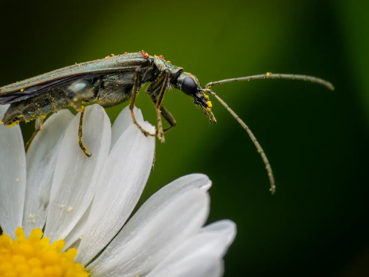 Œdémère verdâtre