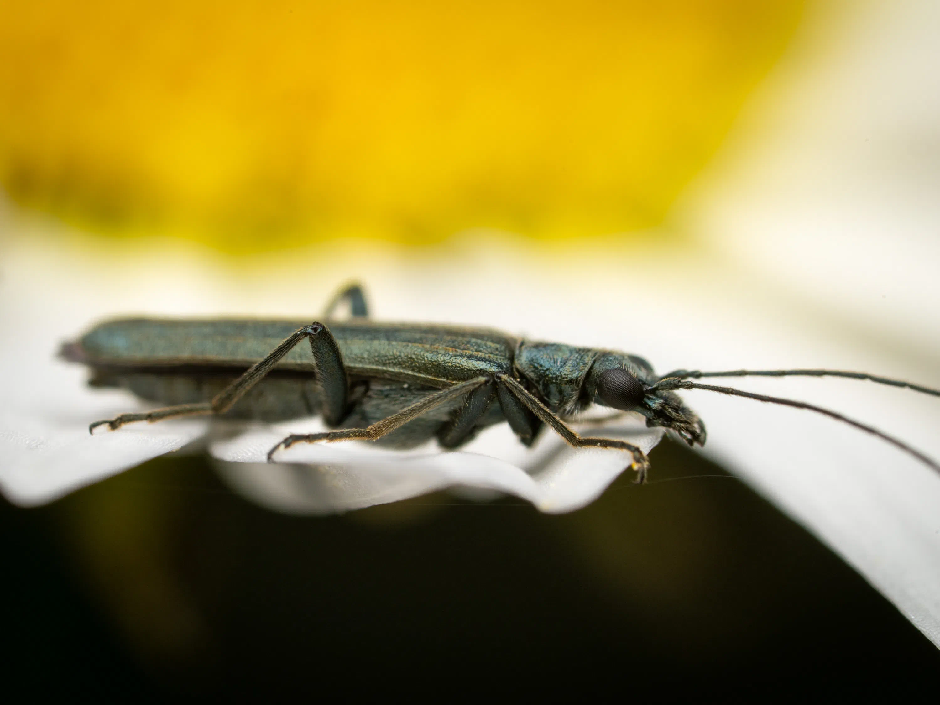 Oedemera virescens