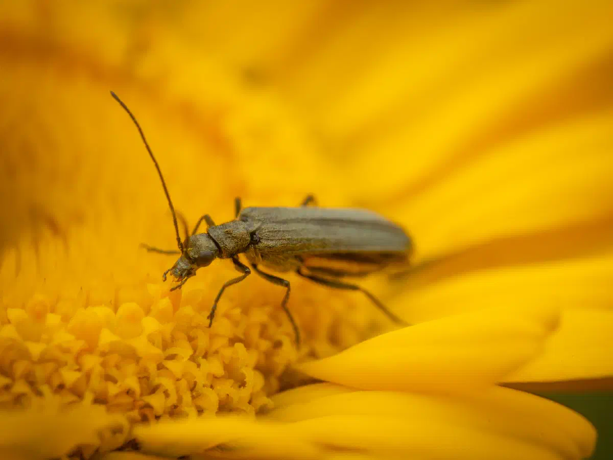 Œdémère verdâtre