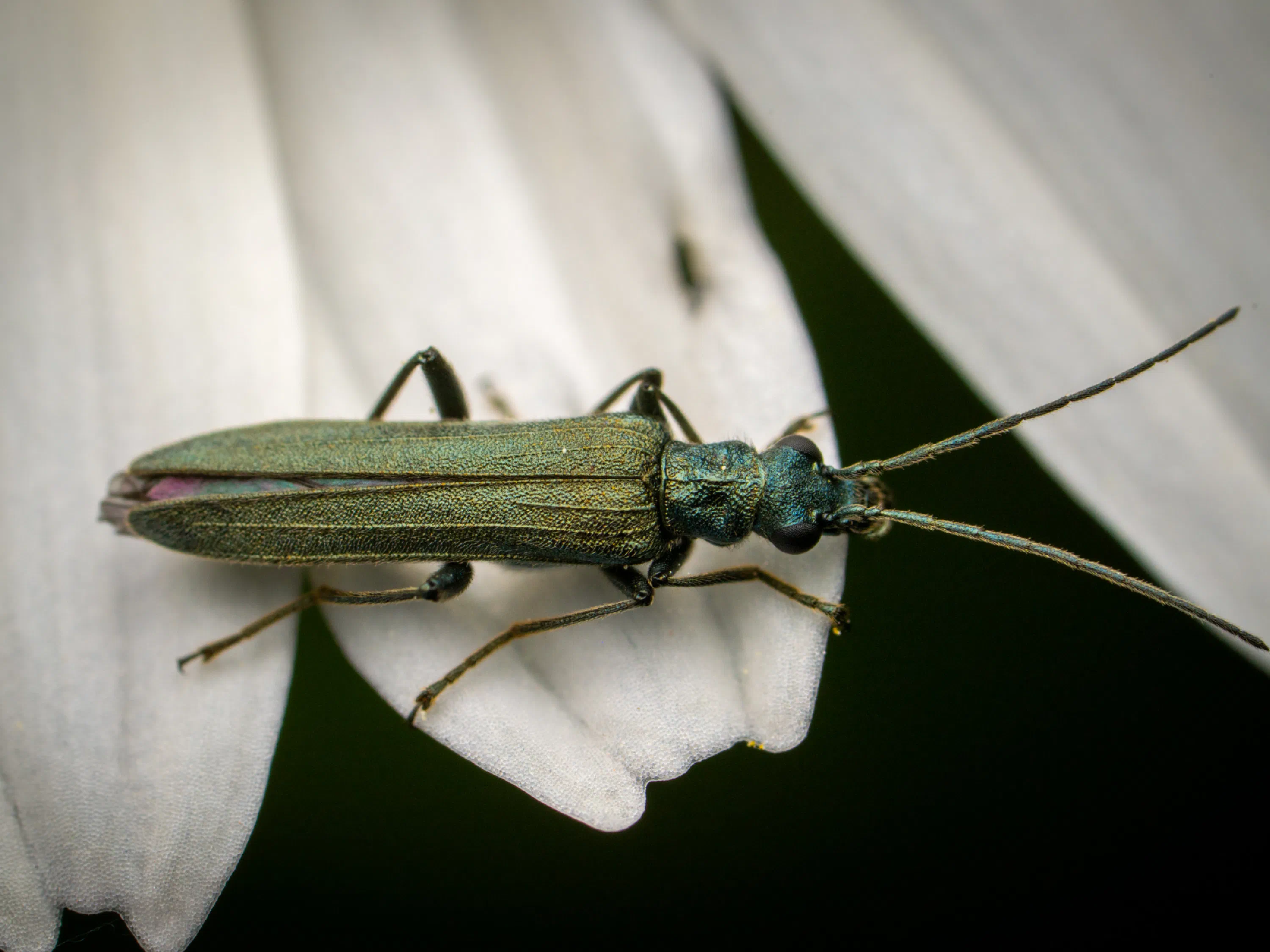 Oedemera virescens