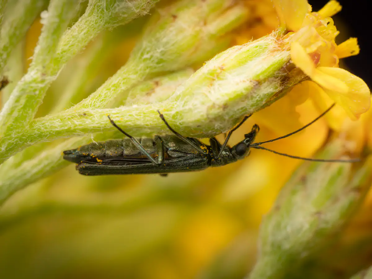 Œdémère verdâtre