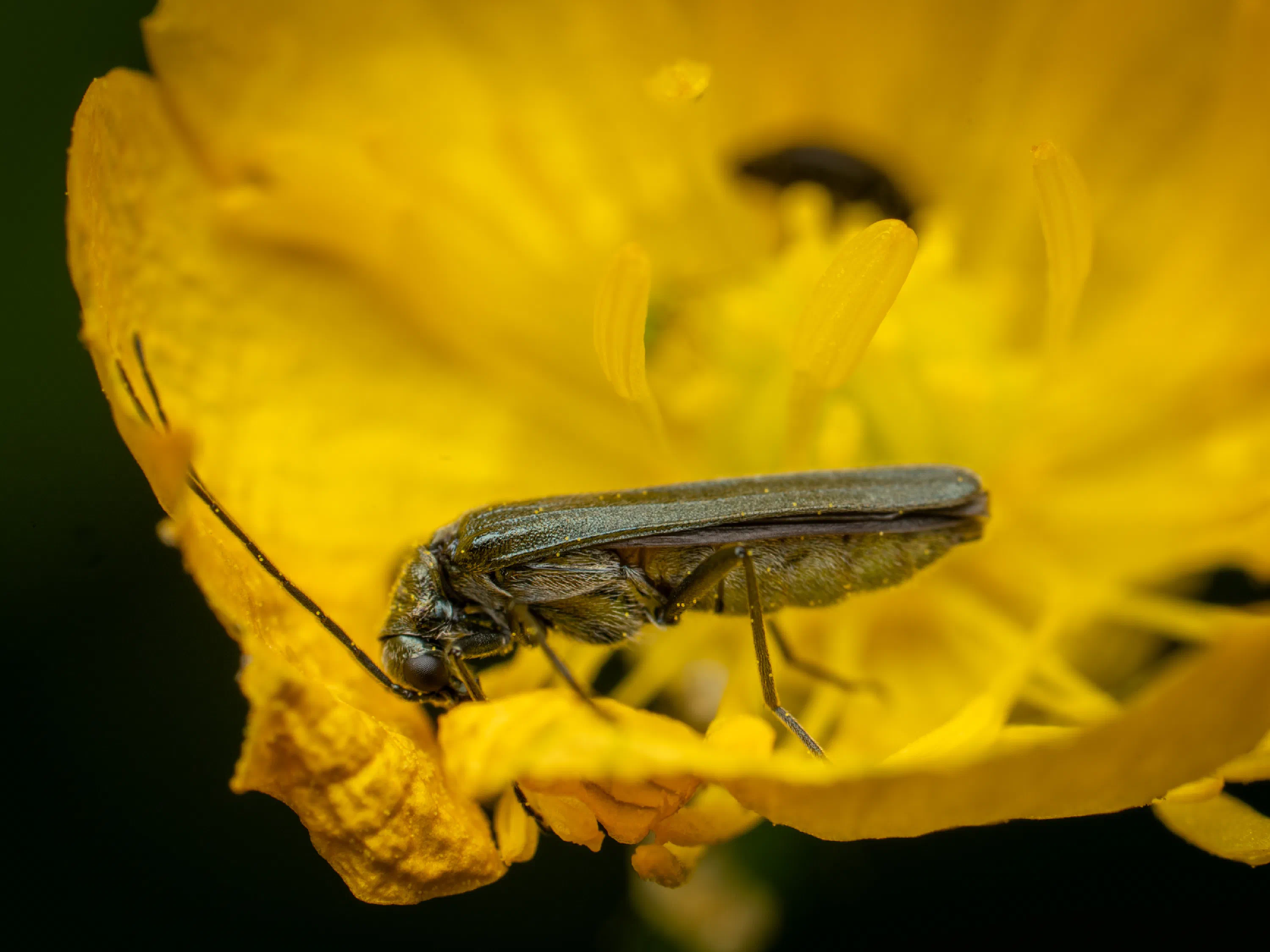 Oedemera virescens