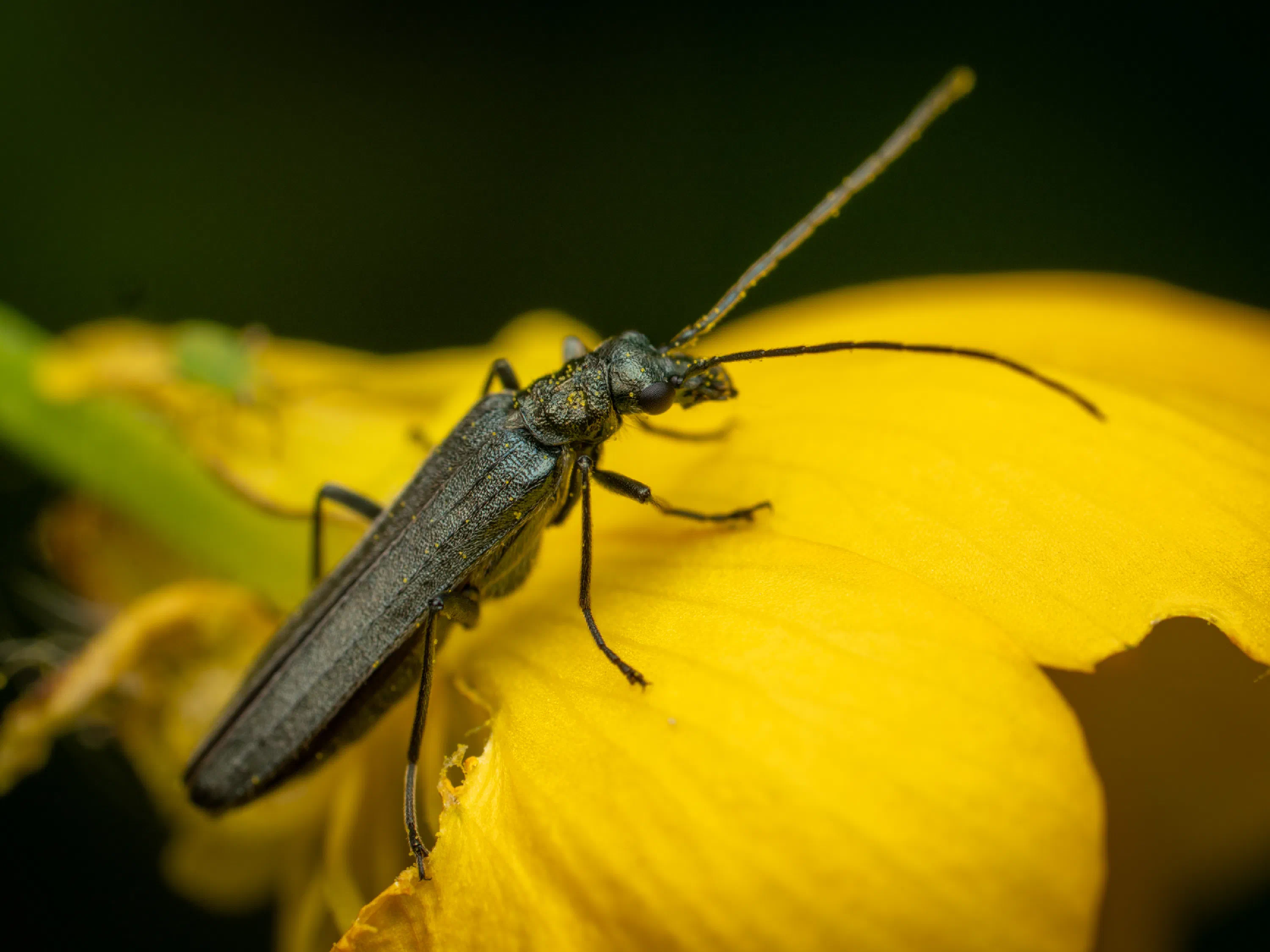 Oedemera virescens