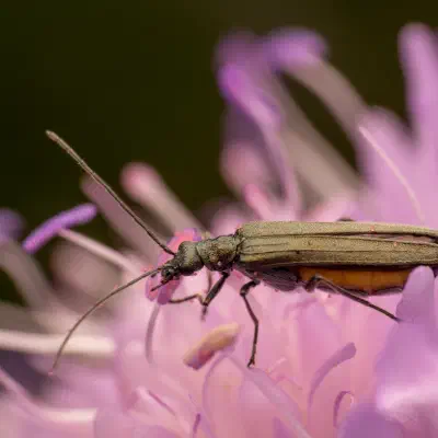 Greenish Oedemera