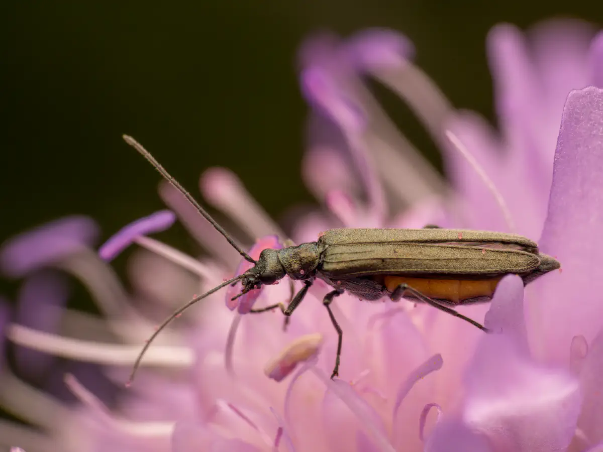 Oedemera lurida