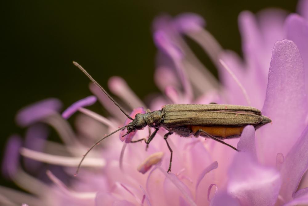 June 18, 2024 – Issue No. 305
– Issue No. 305: “Oedemera lurida“ Oedemera lurida