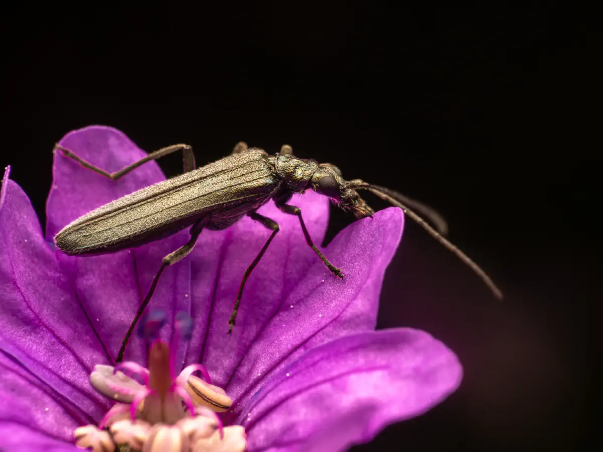 Oedemera lurida