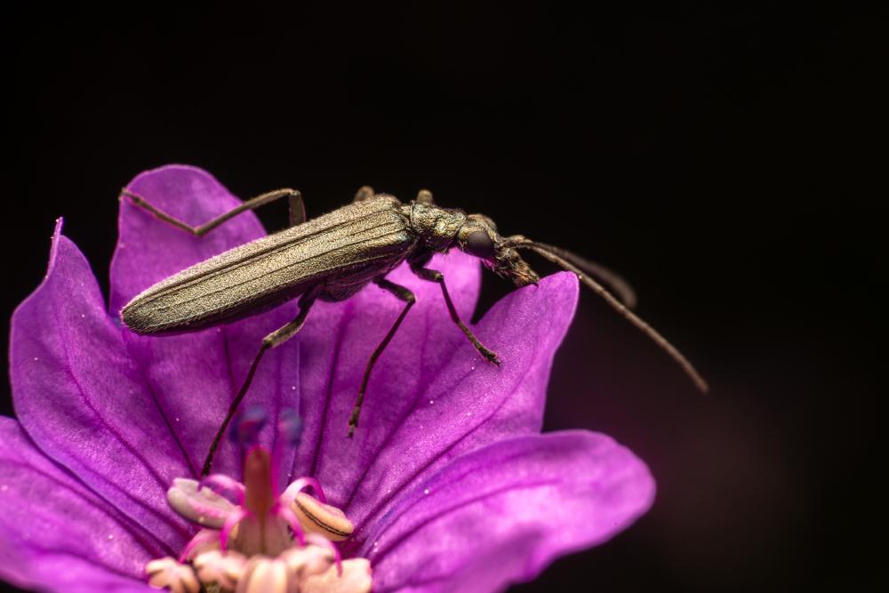 September 25, 2024 – Issue No. 404
– Issue No. 404: “Oedemera lurida“ Oedemera lurida