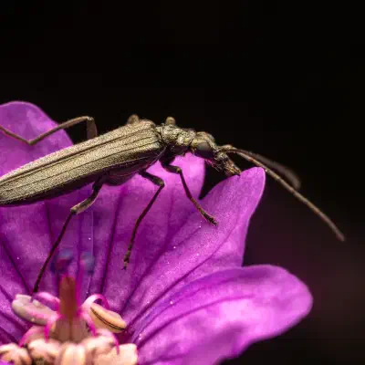 Oedemera lurida