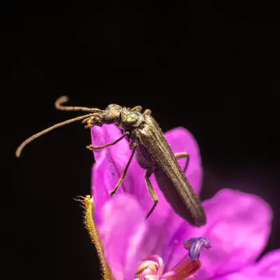 Grünlicher Scheinbockkäfer