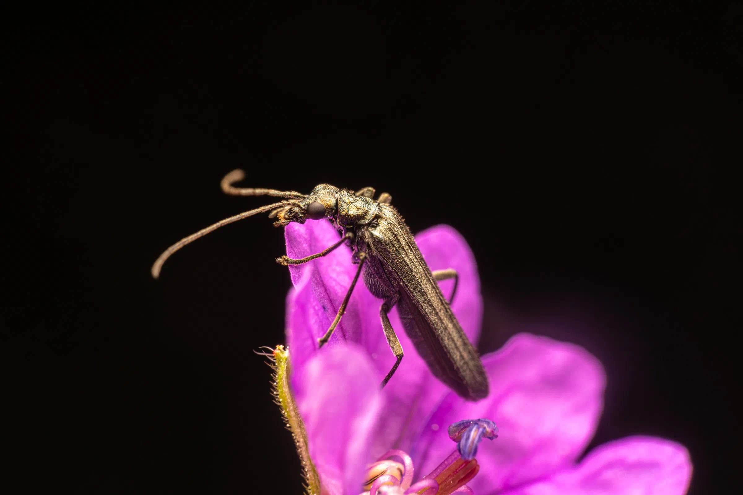 Greenish Oedemera