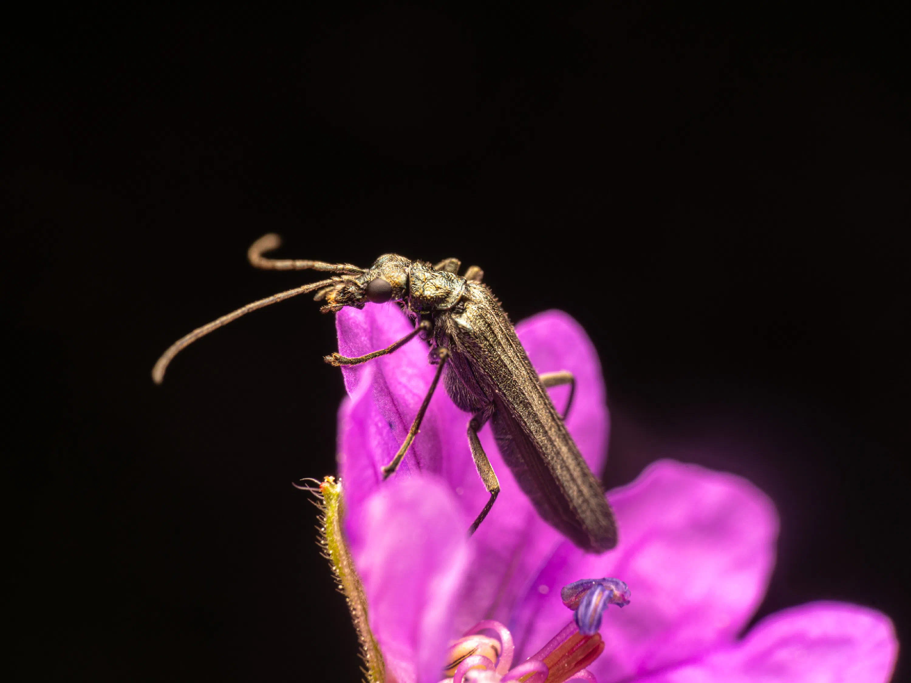 Grünlicher Scheinbockkäfer