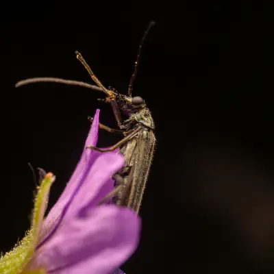 Grünlicher Scheinbockkäfer