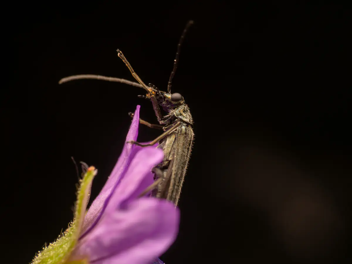 Oedemera lurida