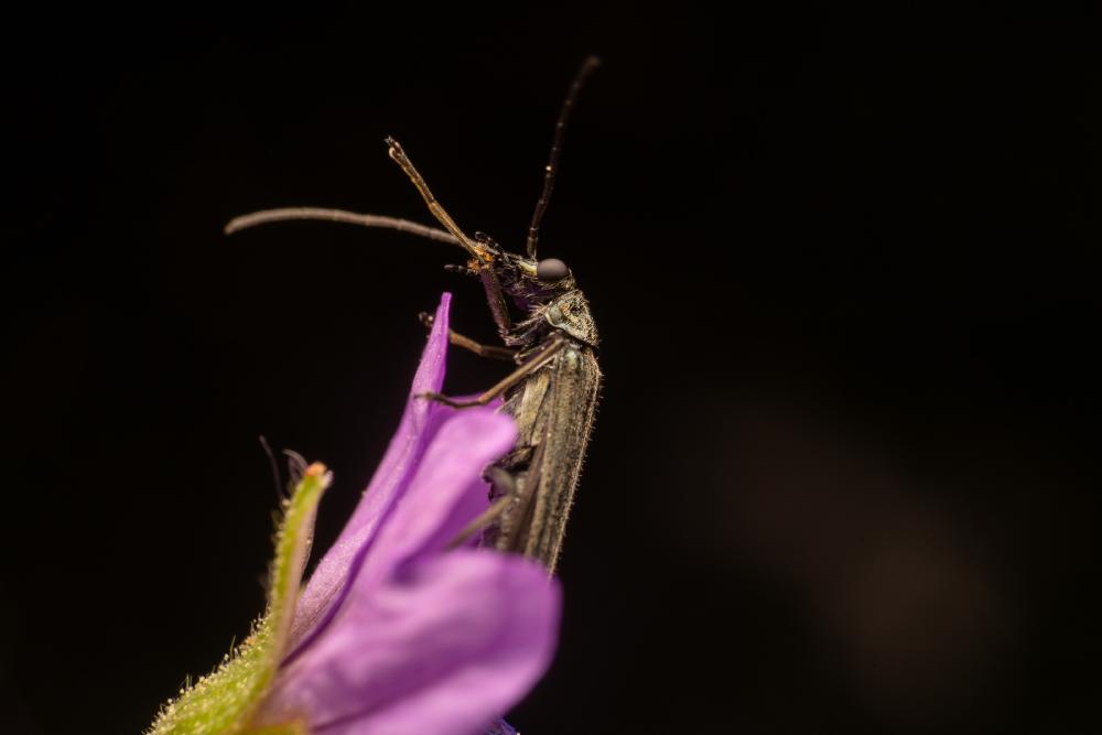 October 17, 2024 – Issue No. 426
– Issue No. 426: “Oedemera lurida“ Oedemera lurida