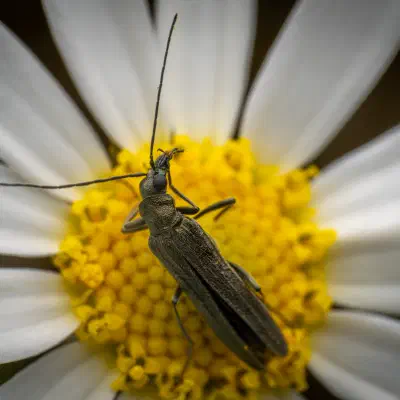 Greenish Oedemera