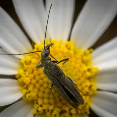 Oedemera lurida