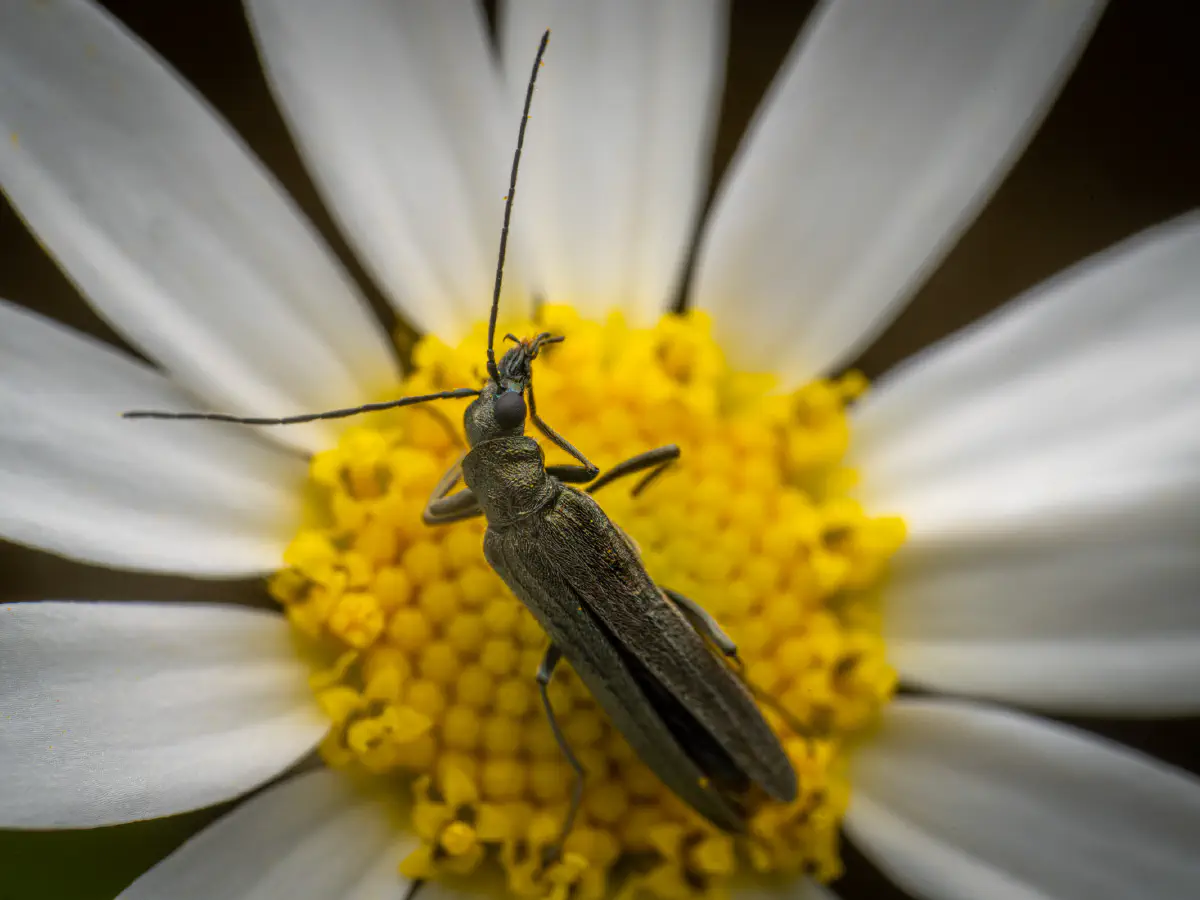 Oedemera lurida
