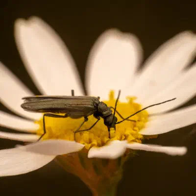 Oedemera lurida