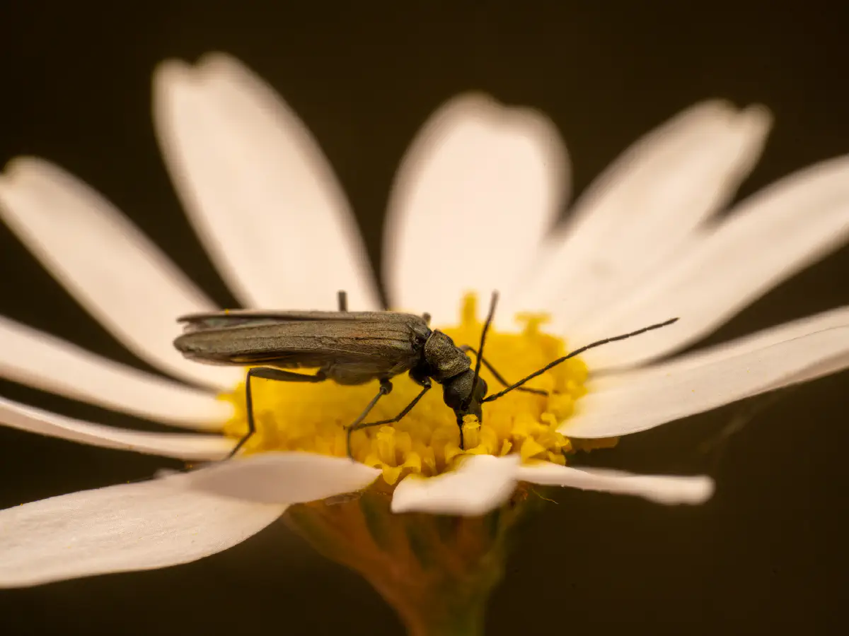 Oedemera lurida