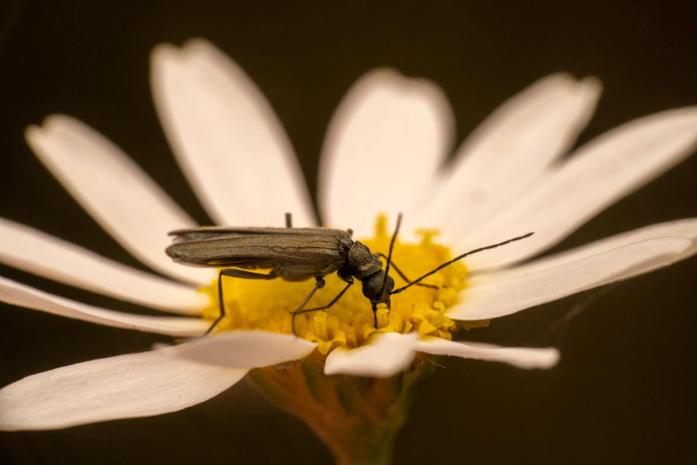 Greenish Oedemera