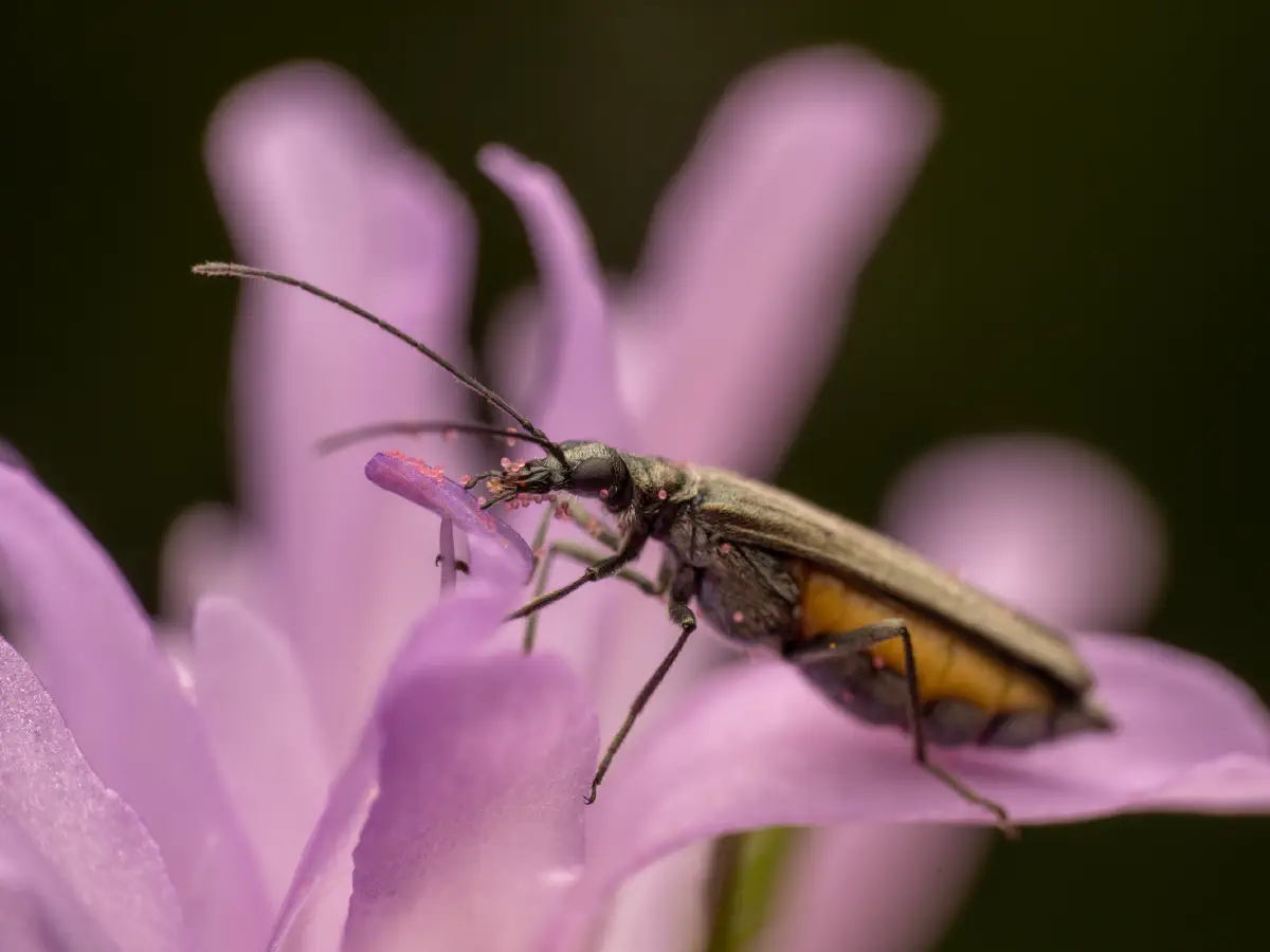 Oedemera lurida