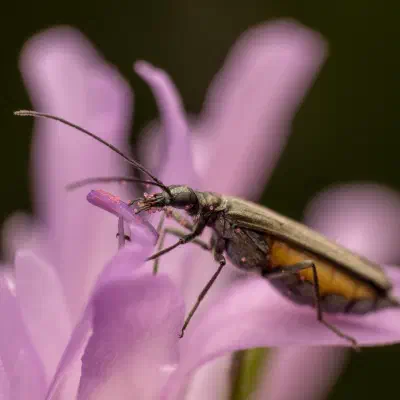 Oedemera lurida