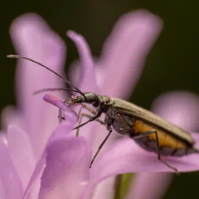 Greenish Oedemera