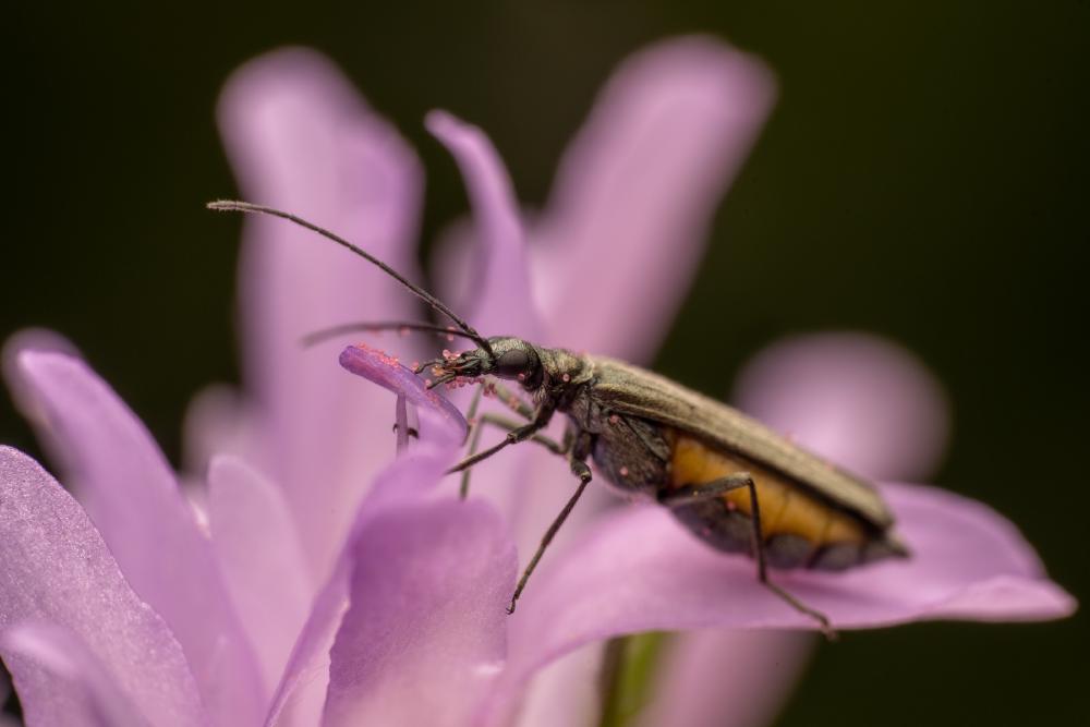 November 4, 2024 – Issue No. 444
– Issue No. 444: “Oedemera lurida“ Oedemera lurida