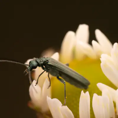 Grünlicher Scheinbockkäfer