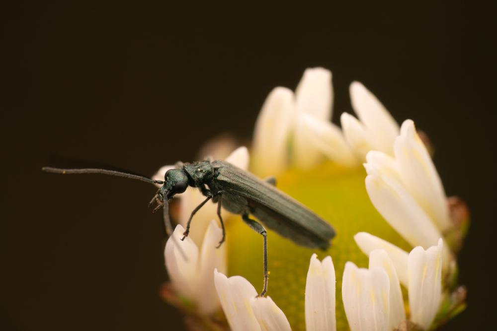 January 14, 2025 – Issue No. 515
– Issue No. 515: “Oedemera lurida“ Oedemera lurida