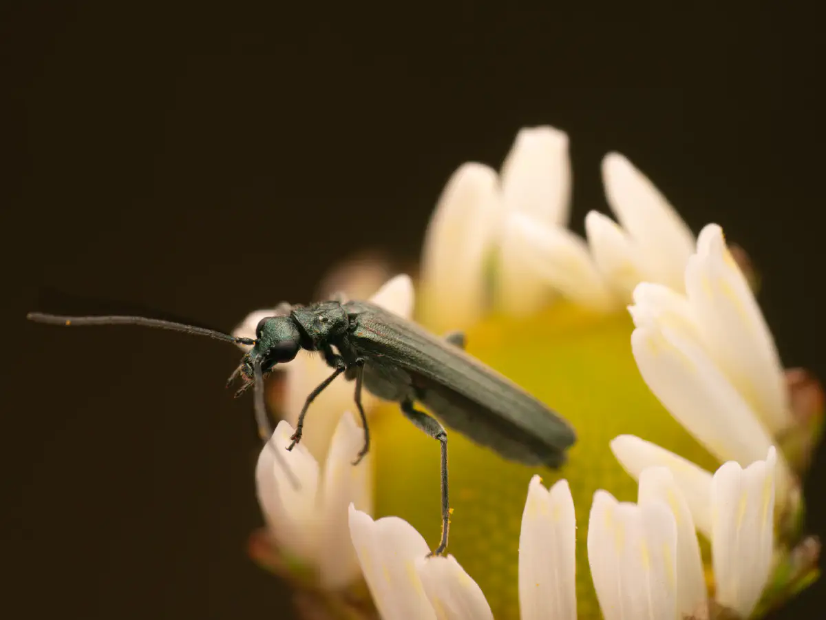 Oedemera lurida