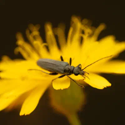 Oedemera lurida