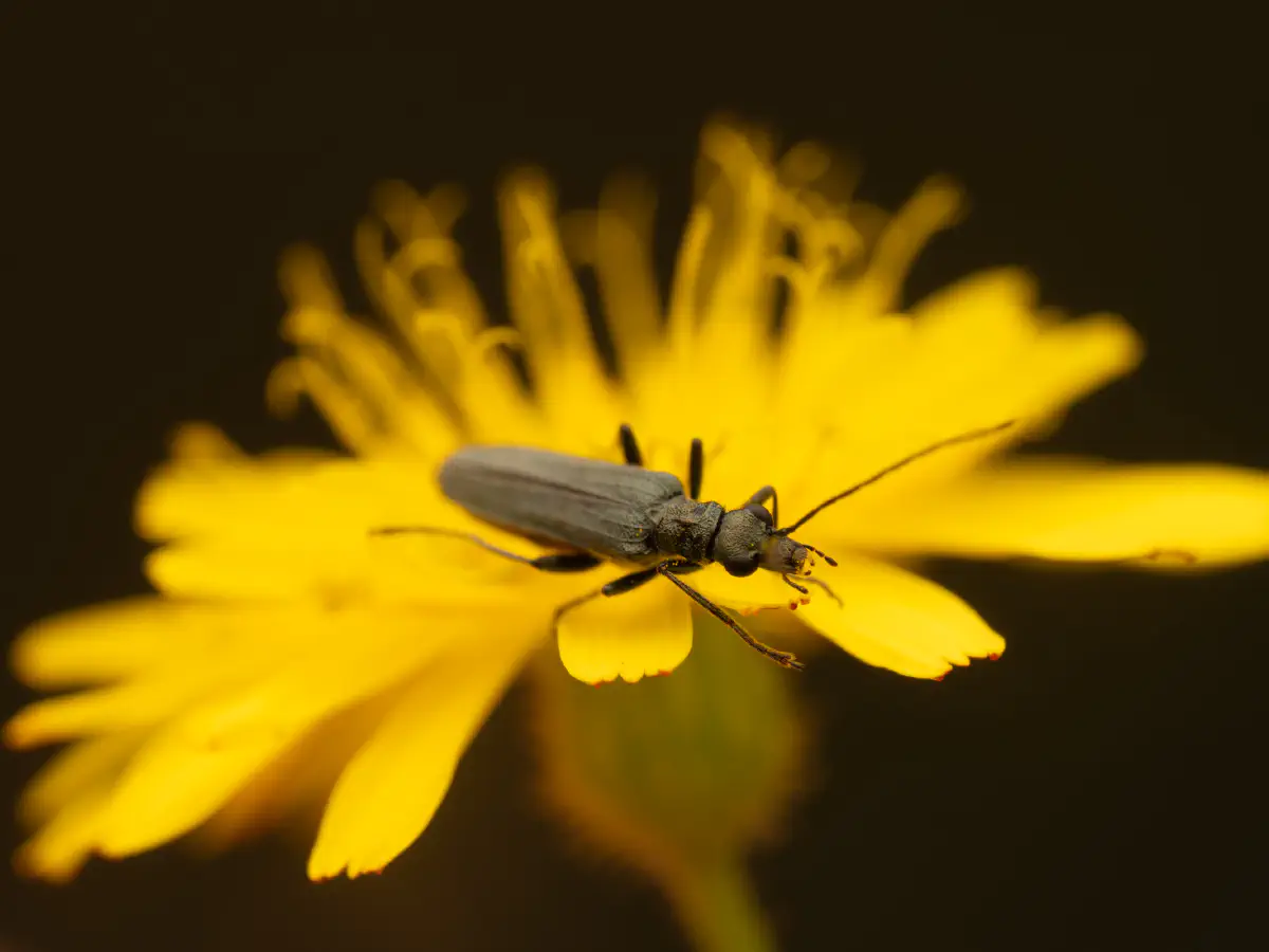 Oedemera lurida