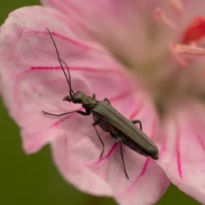 Oedemera lurida