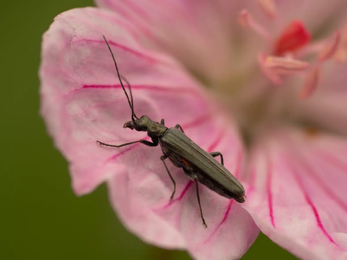 Oedemera lurida