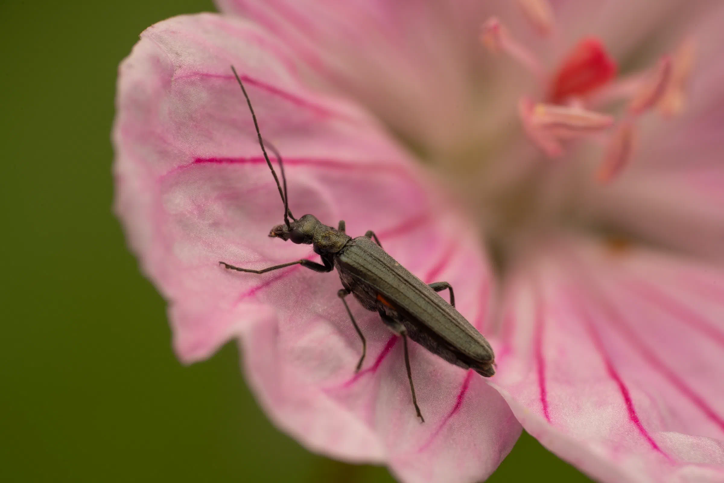Greenish Oedemera